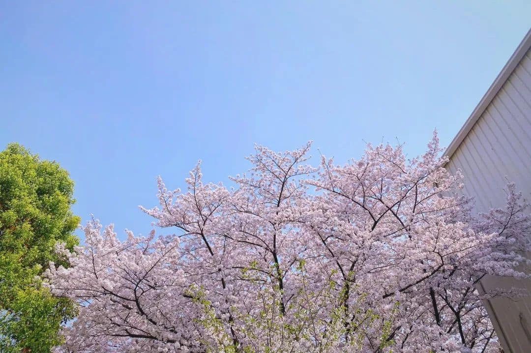 海斯特叉车丨清晰明朗·踏青“装备”已上新!