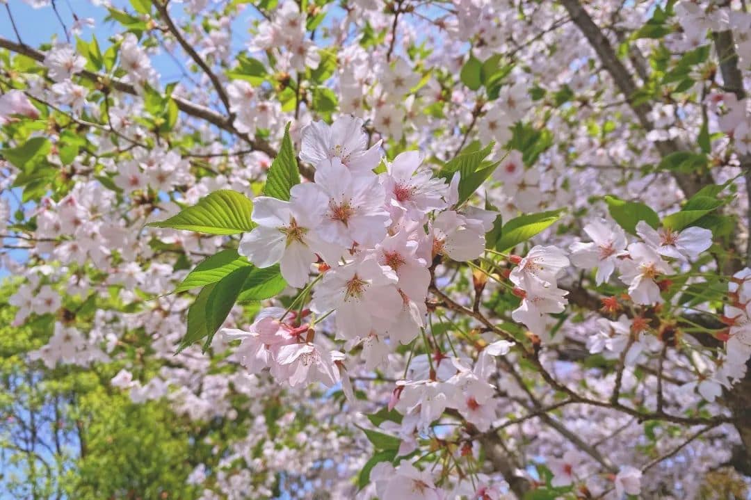 海斯特叉车丨清晰明朗·踏青“装备”已上新!